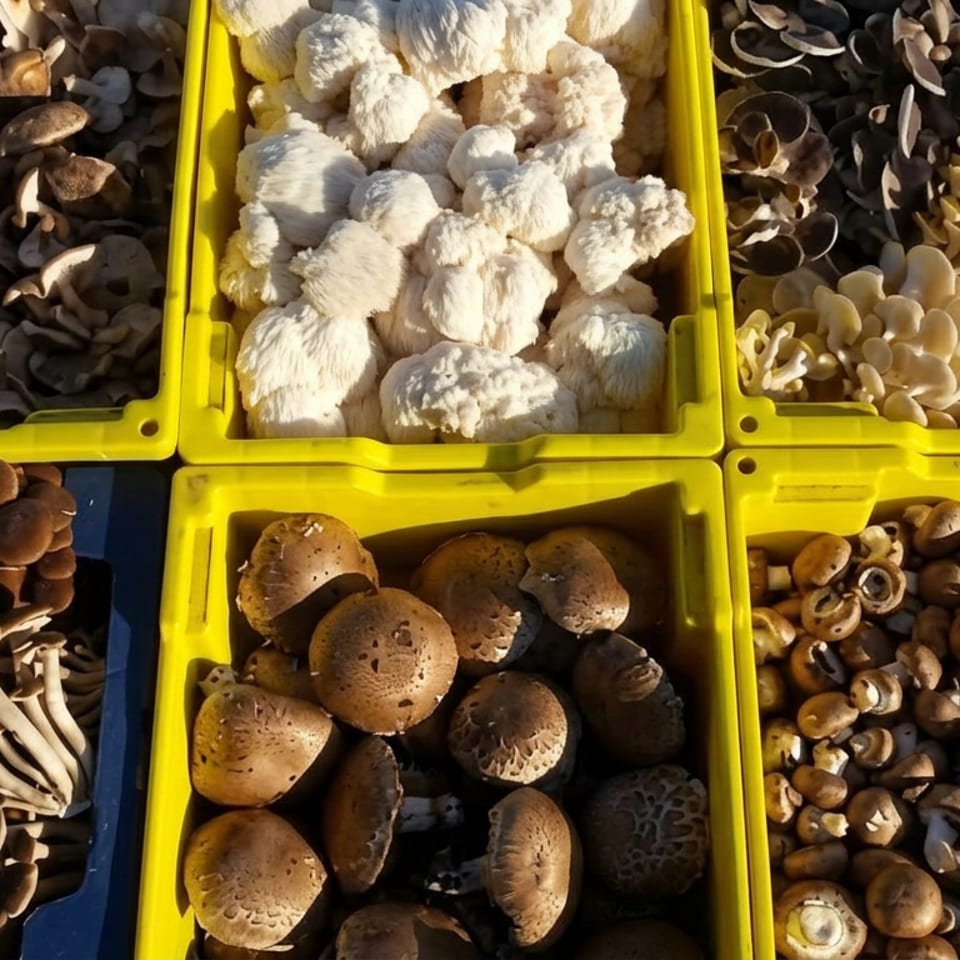 Colorful market crates display assorted fresh mushrooms, including oyster, lion’s mane, shiitake, and small brown varieties.