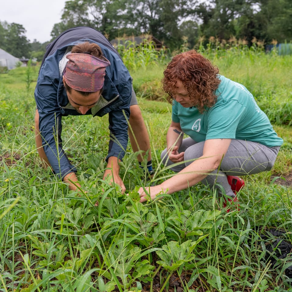 Two people tend plants in a lush garden beside a greenhouse and cornfield.